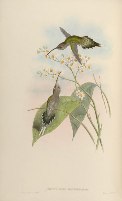 Phaethornis hispidus by John Gould
